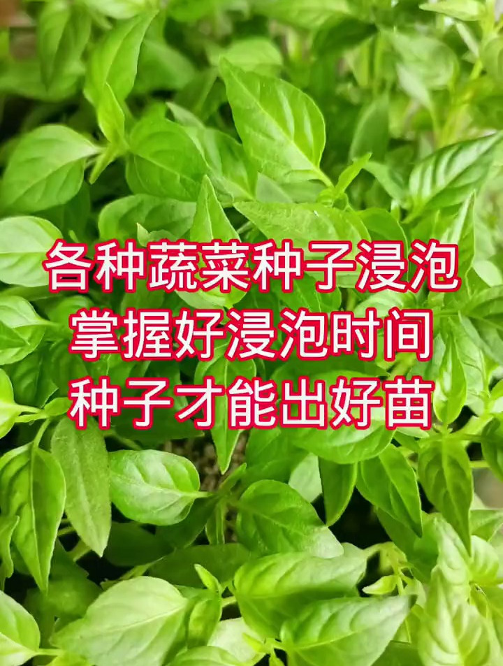 各种蔬菜种子浸泡时间你知道吗?