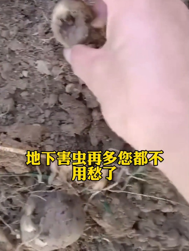 新款联苯噻虫胺,防虫防治地下害虫,跳甲虫,地老虎专用杀虫剂