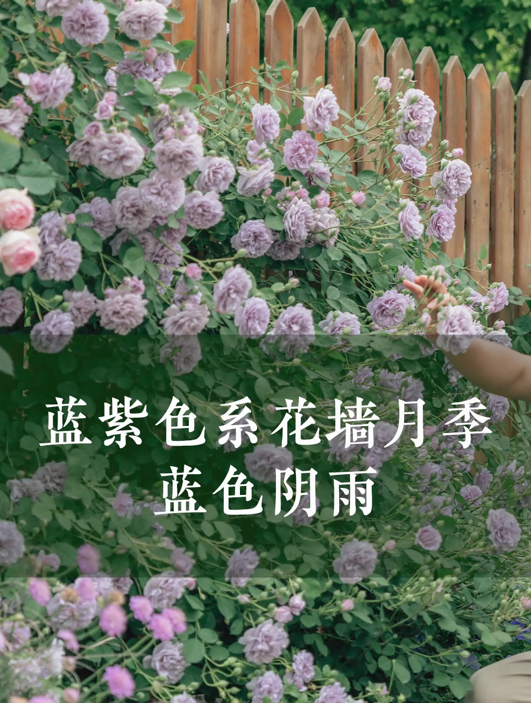 蓝紫色系花墙月季,蓝色阴雨