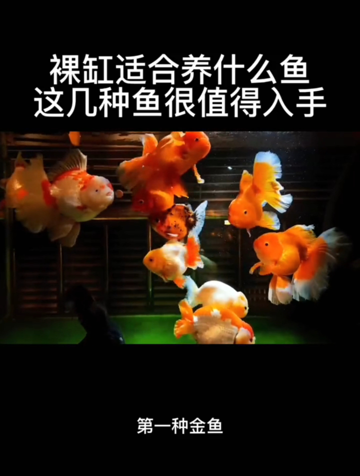 裸缸适合养什么鱼?这几种冷水鱼值得入手。新手小白可以进来看看