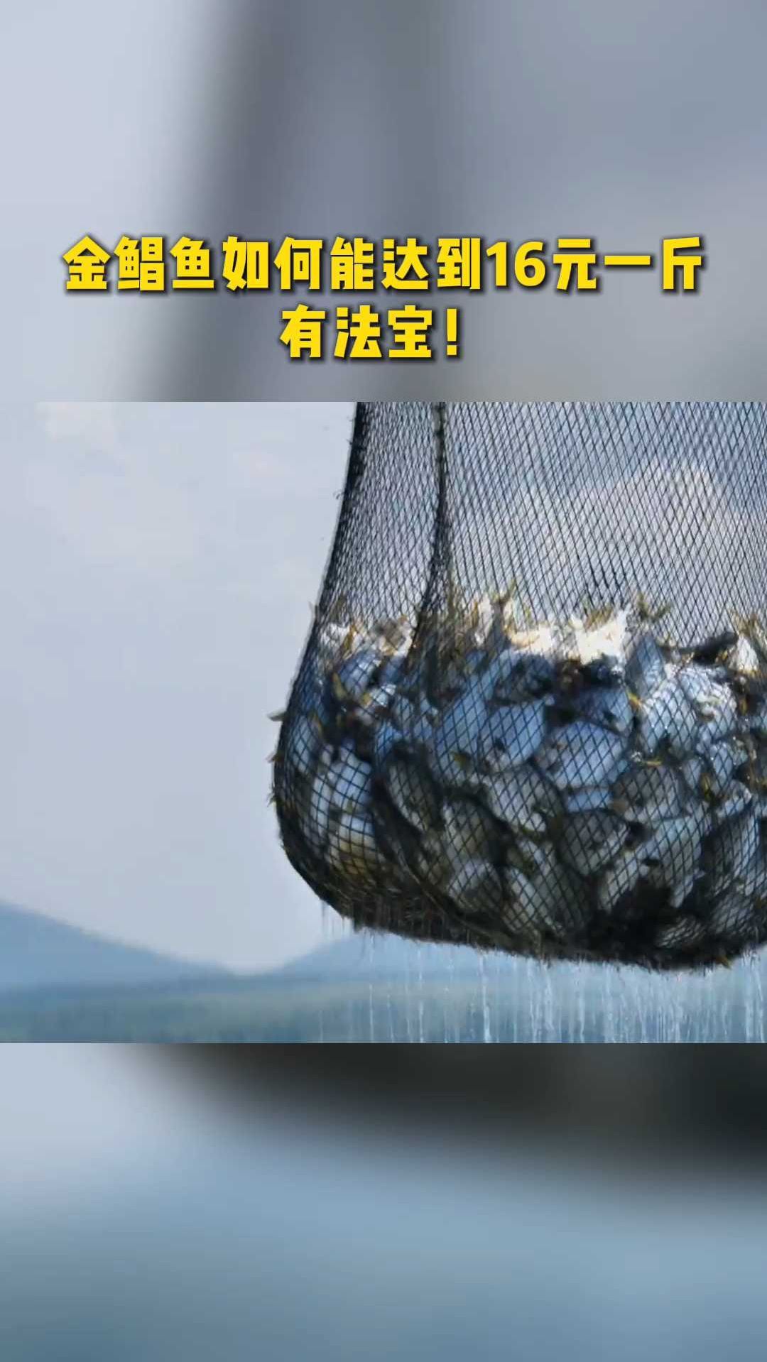 金鲳鱼如何能达到16元一斤?