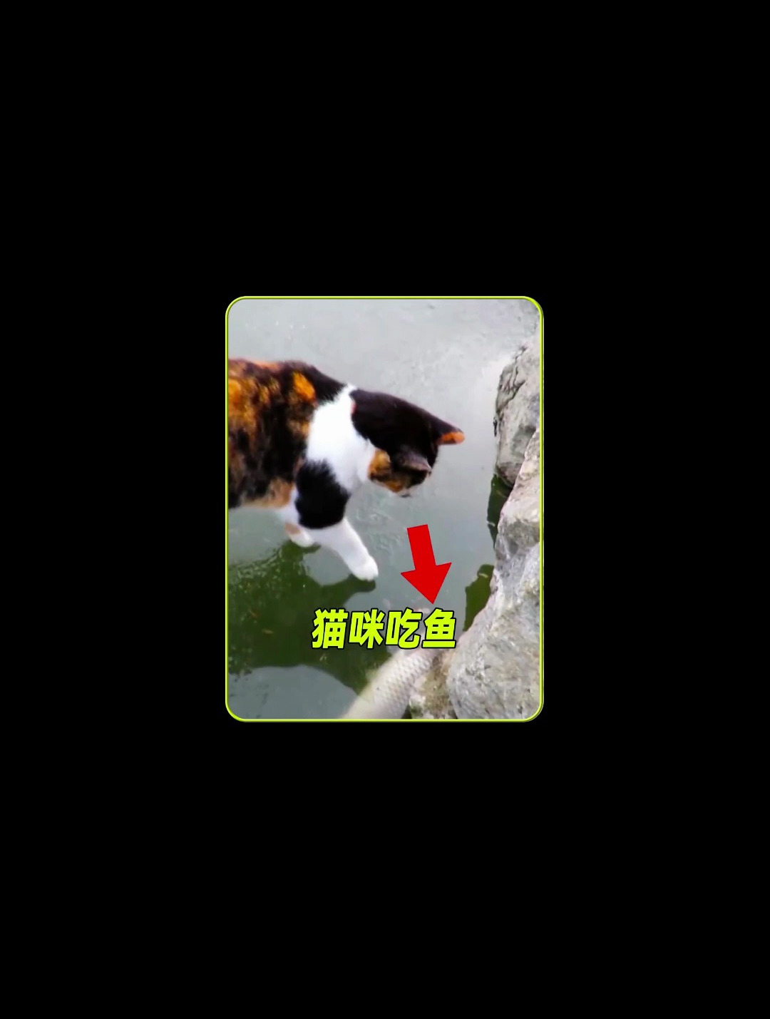 小猫在冰下发现一条大鱼还指挥主人如何把鱼捞上来这是成精了