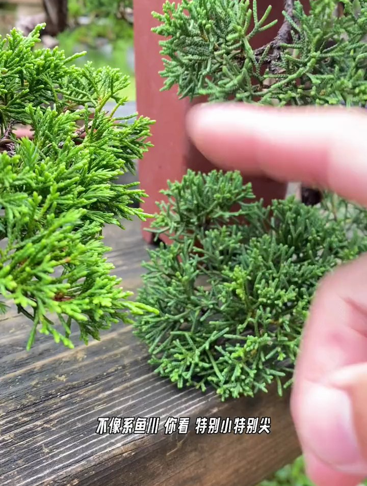 如何区分济州真柏与系鱼川