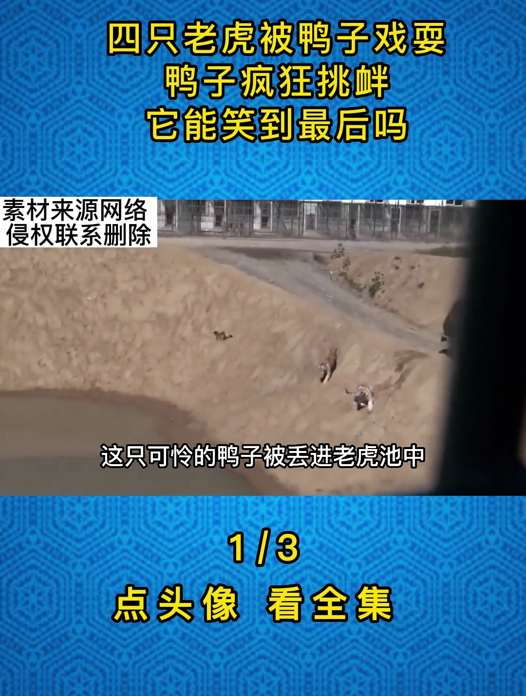 四只老虎被鸭子戏耍,鸭子疯狂挑衅,它能笑到最后吗1
