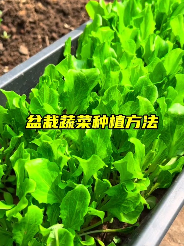 盆栽蔬菜种植方法,现在来教你小诀窍!