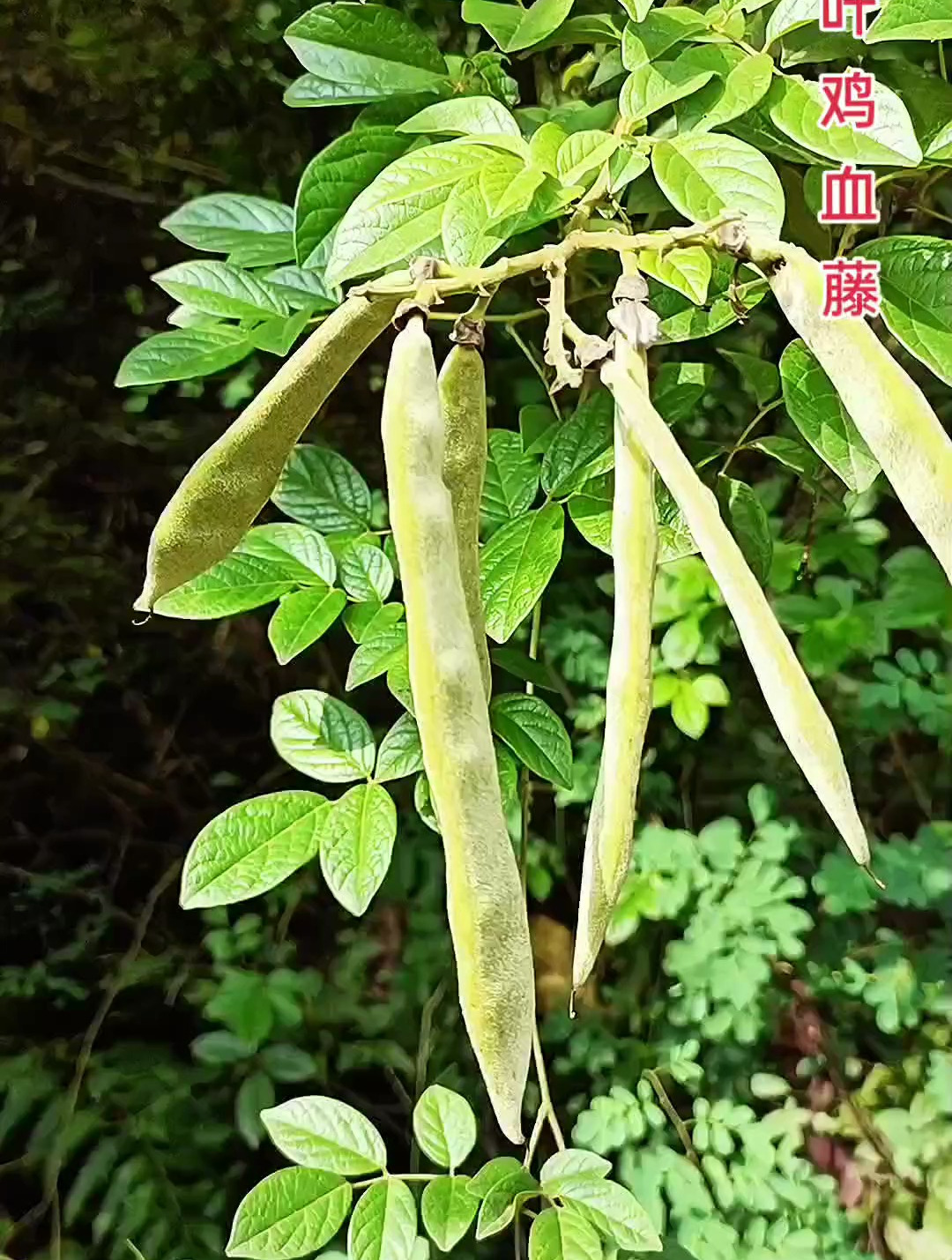 五叶鸡血藤 来源于豆科崖豆藤属香花崖豆藤 也是鸡血藤的一种
