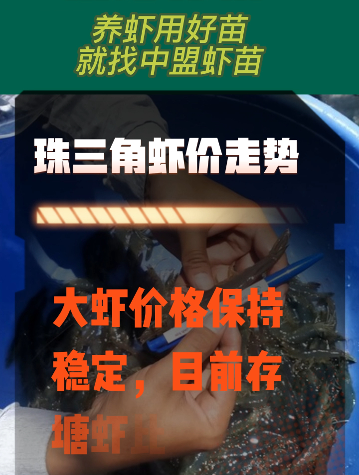 对虾最新报价!大虾价格良好,国庆虾价或将大涨!