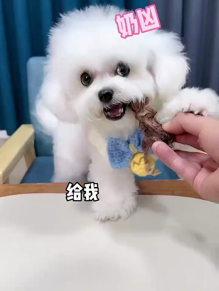 冻干小鸡仔,保留完整营养内有丰富的蛋黄卵磷脂!