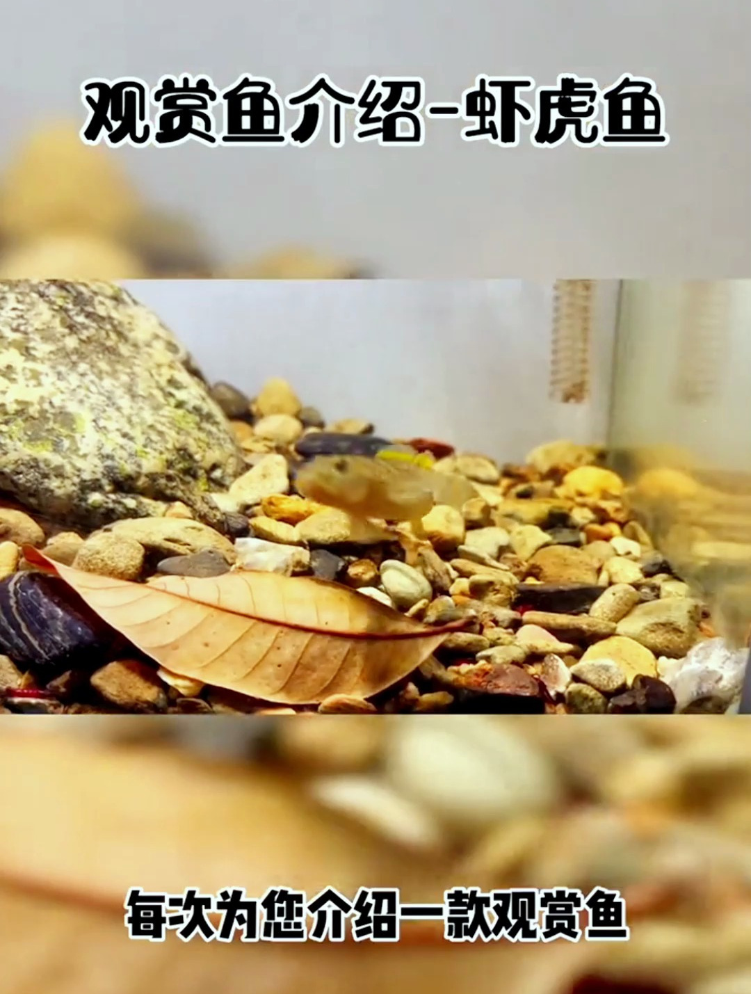 你了解虾虎鱼吗?今天给大家仔细说说!