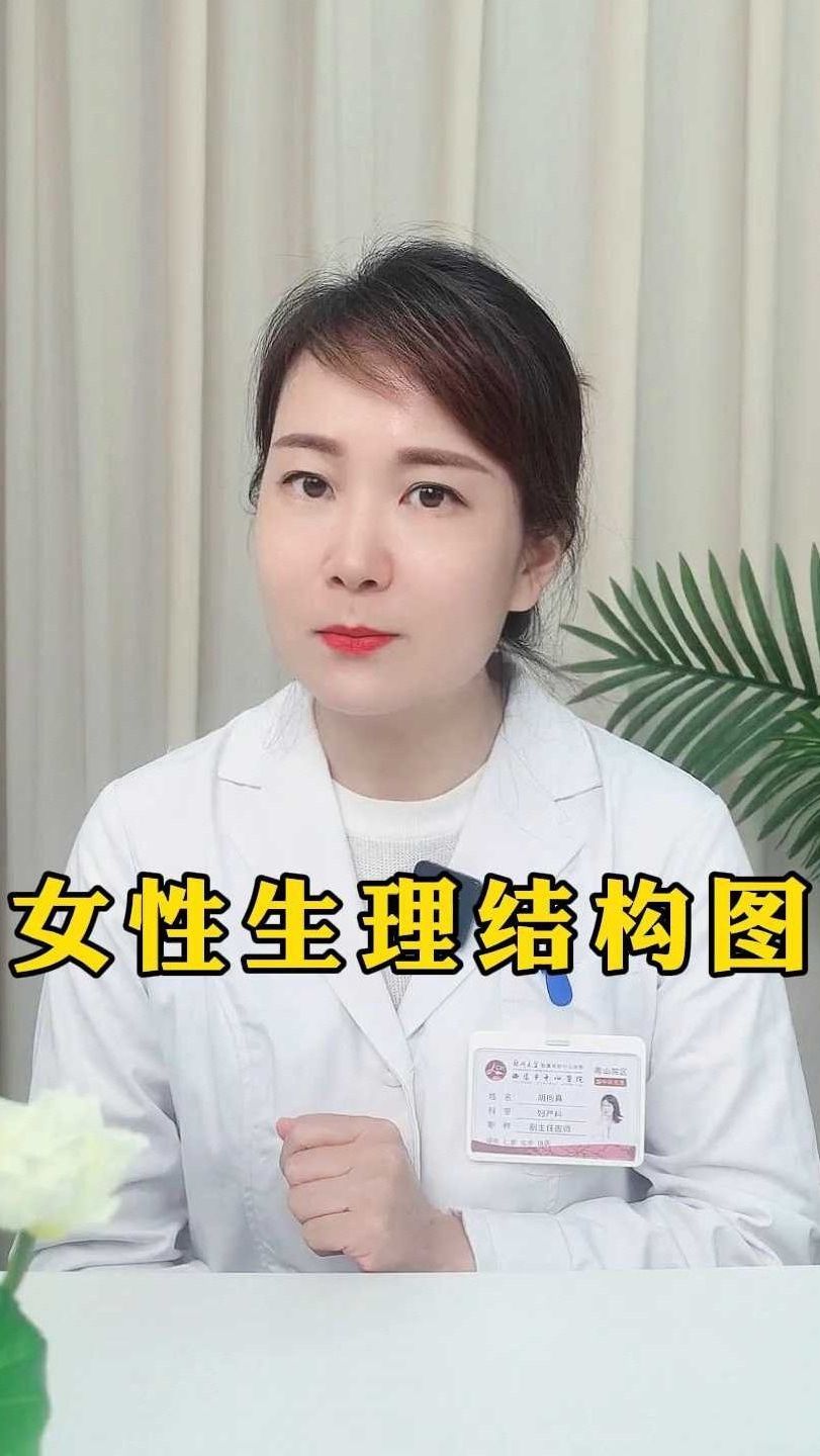 女性生理结构图!