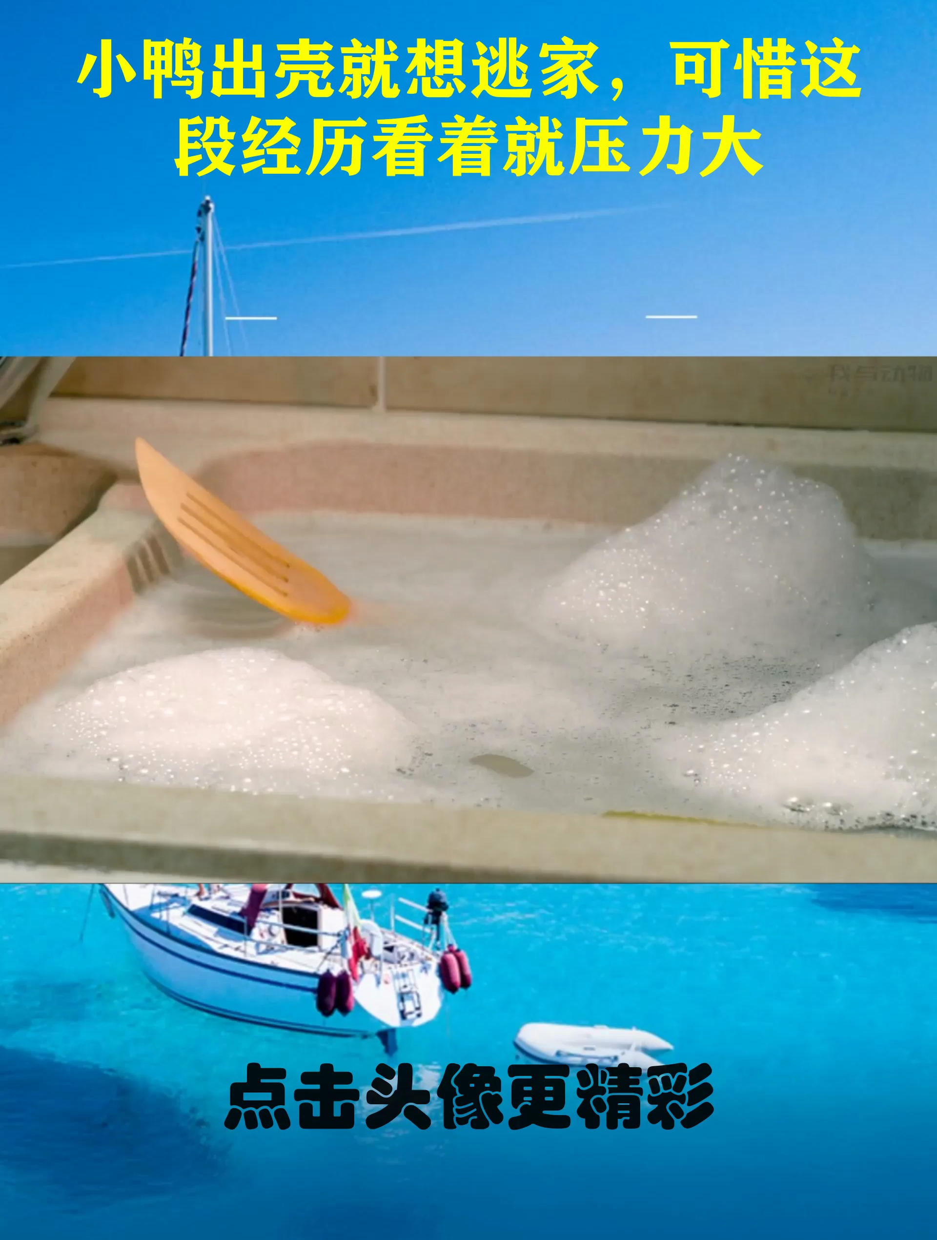 小鸭出壳就想逃家,可惜这段经历看着就压力大