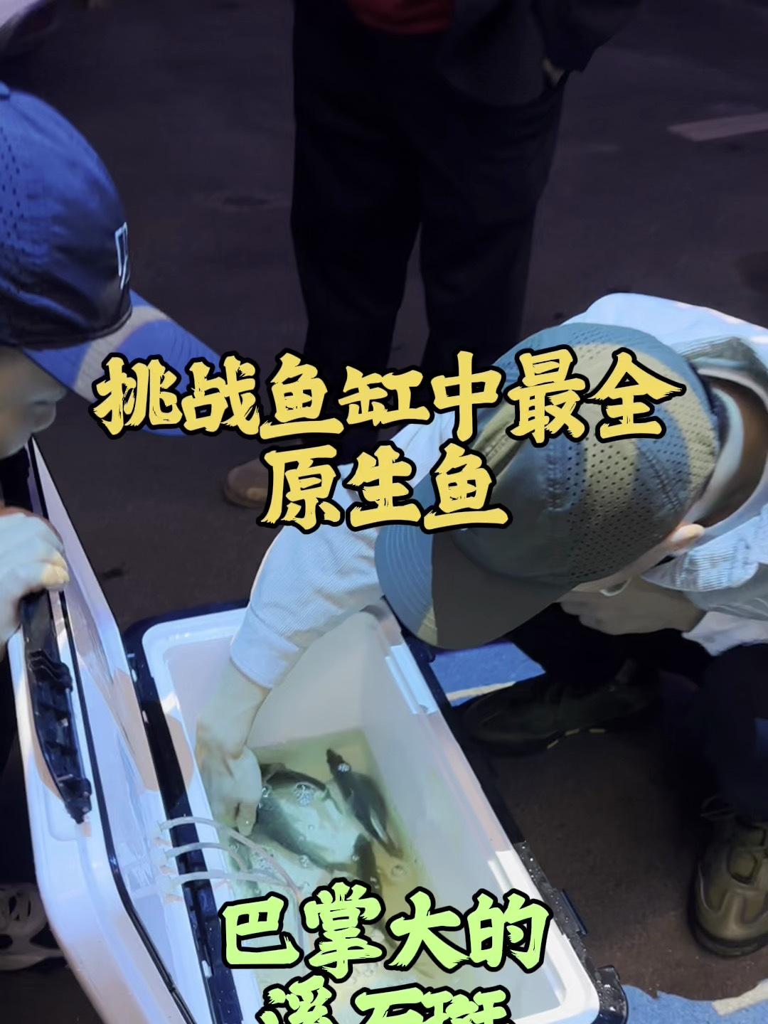大个体溪流石斑鱼来袭