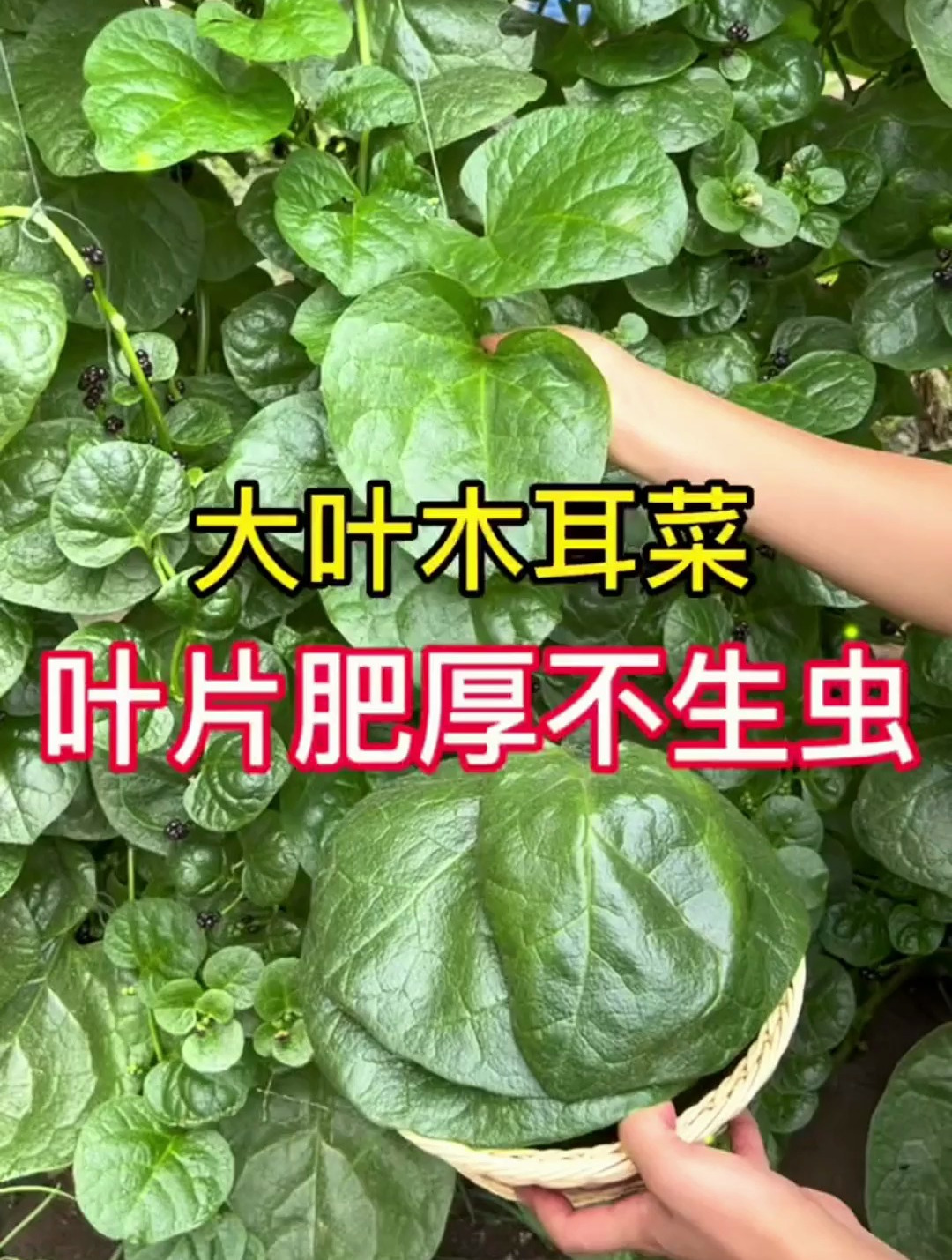爷爷种的一种菜,叶子长的像猪耳,爬藤能力强,生吃凉拌脆嫩爽口