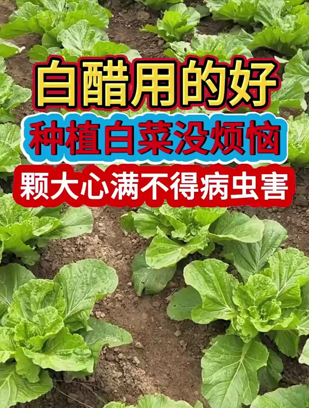白醋用的好种植白菜没烦恼,颗大心满不得病虫害
