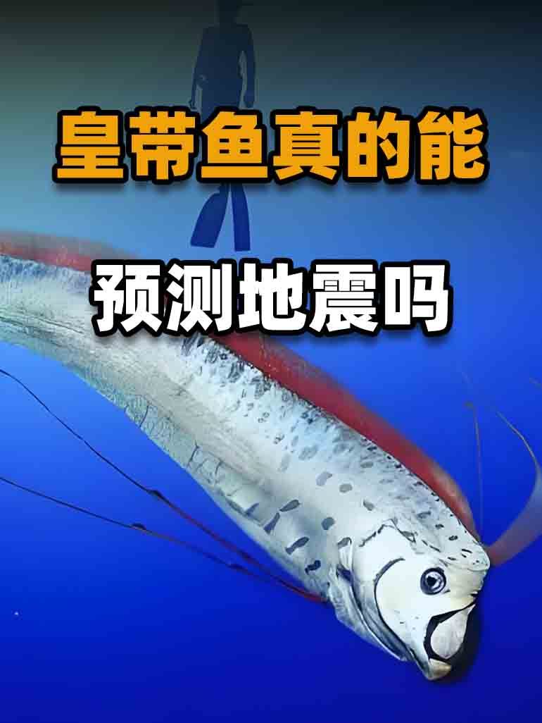 皇带鱼外号“地震鱼”,它可以预测地震?有科学依据吗?