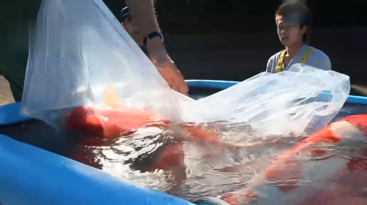 日本比赛级精品锦鲤鱼,原来是这样运送和保养的