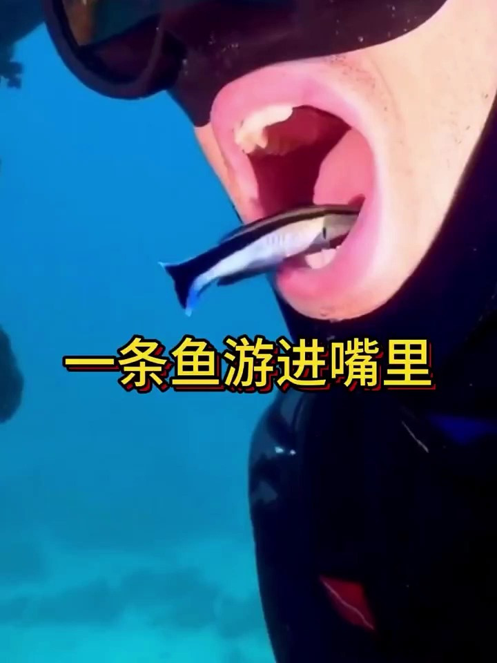 在嘴里游的鱼你见过吗?它被称为医生鱼,可以清理口腔里的细菌