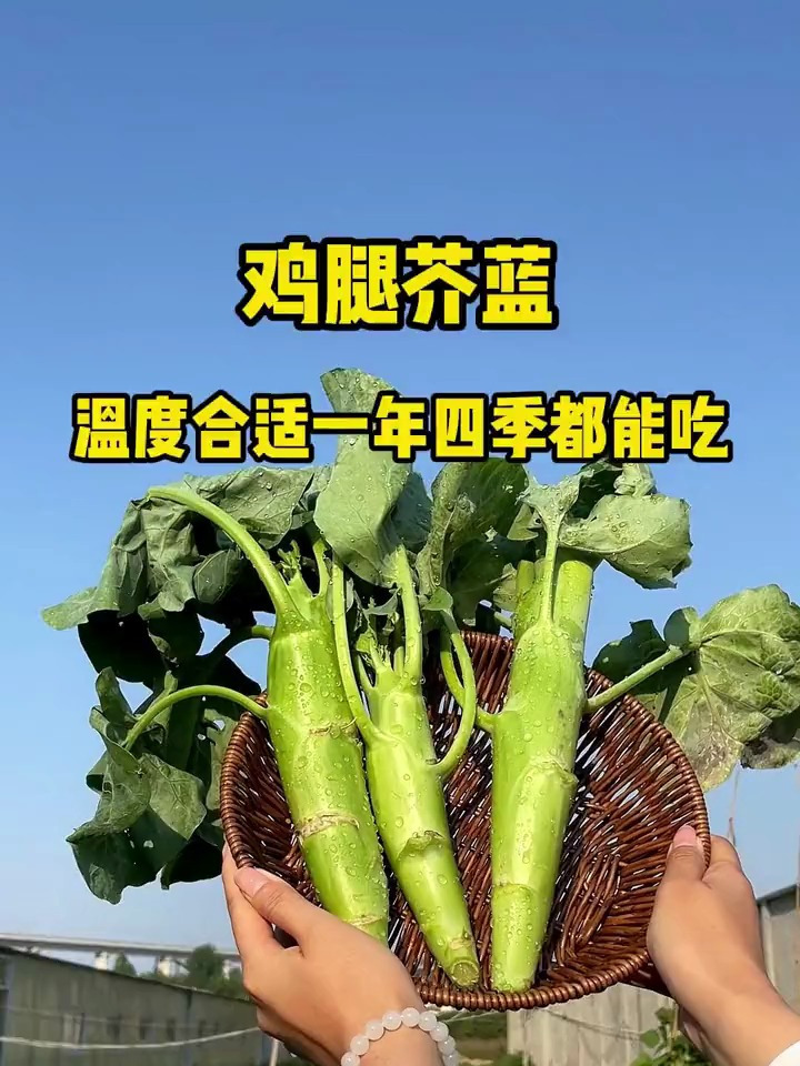 比鸡腿还要好吃的芥蓝菜,温度越低长得越快