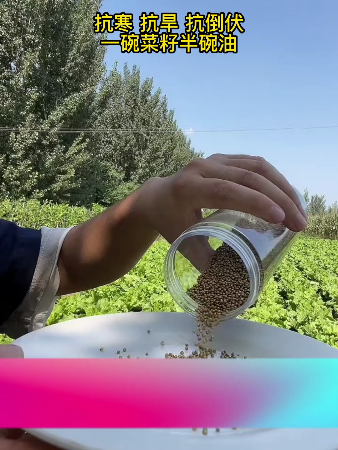 高产油菜籽,出油高,抗寒抗旱抗倒伏