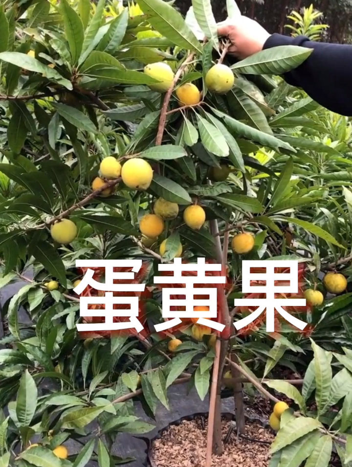 这种水果像蛋黄得名“蛋黄果”好吃营养价值高!