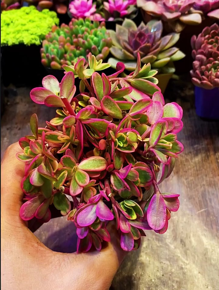 多肉植物太阳花锦如何繁殖