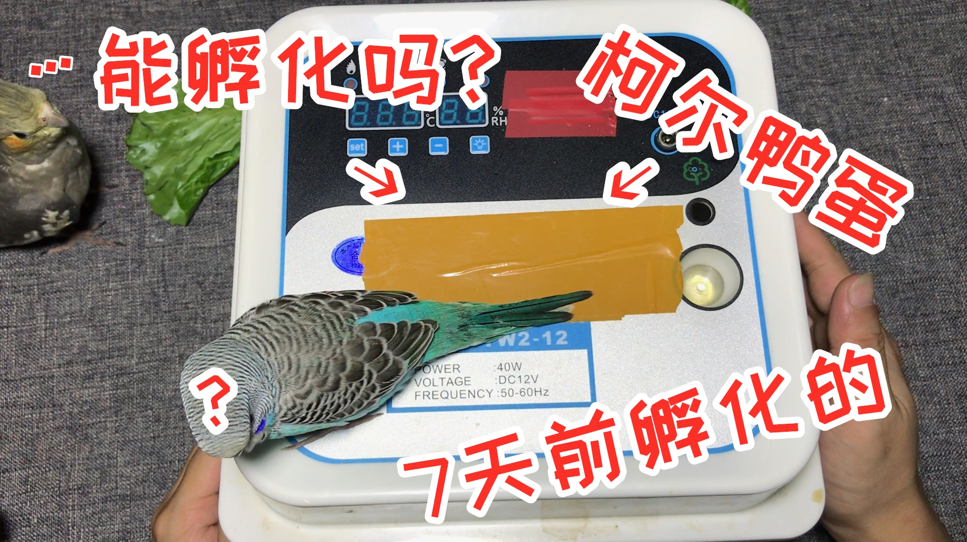 7天前购买的“柯尔鸭蛋”,现在变成什么样子了?能孵化出来吗