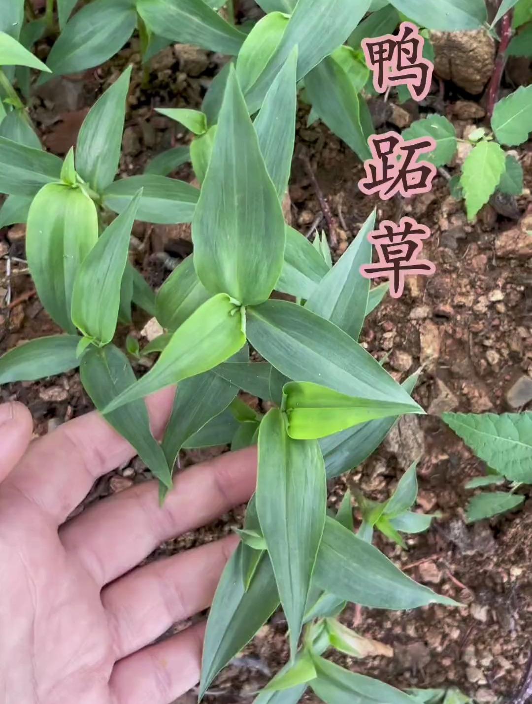 鸭跖草,你的家乡有这种植物吗?