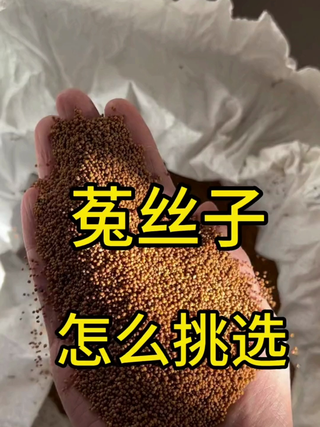 菟丝子,该怎么挑选,你知道吗?