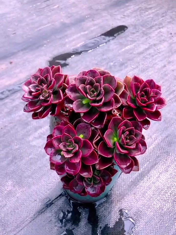 多肉植物养护小常识