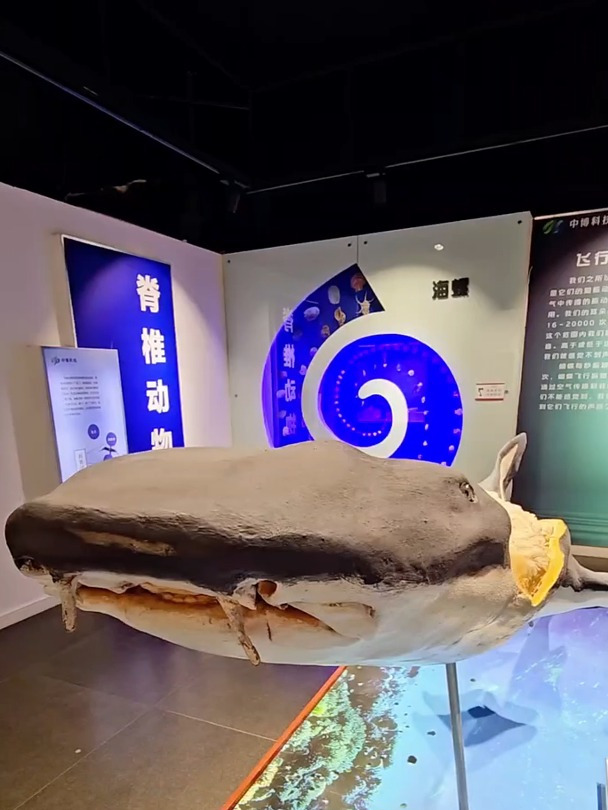 鲨鱼的标本,看起来也没那么可怕