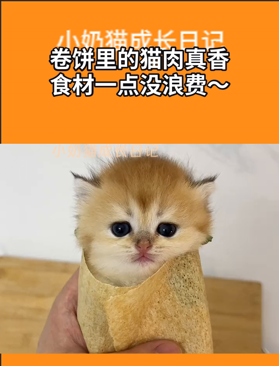 卷饼里的猫肉真香,食材一点没浪费～