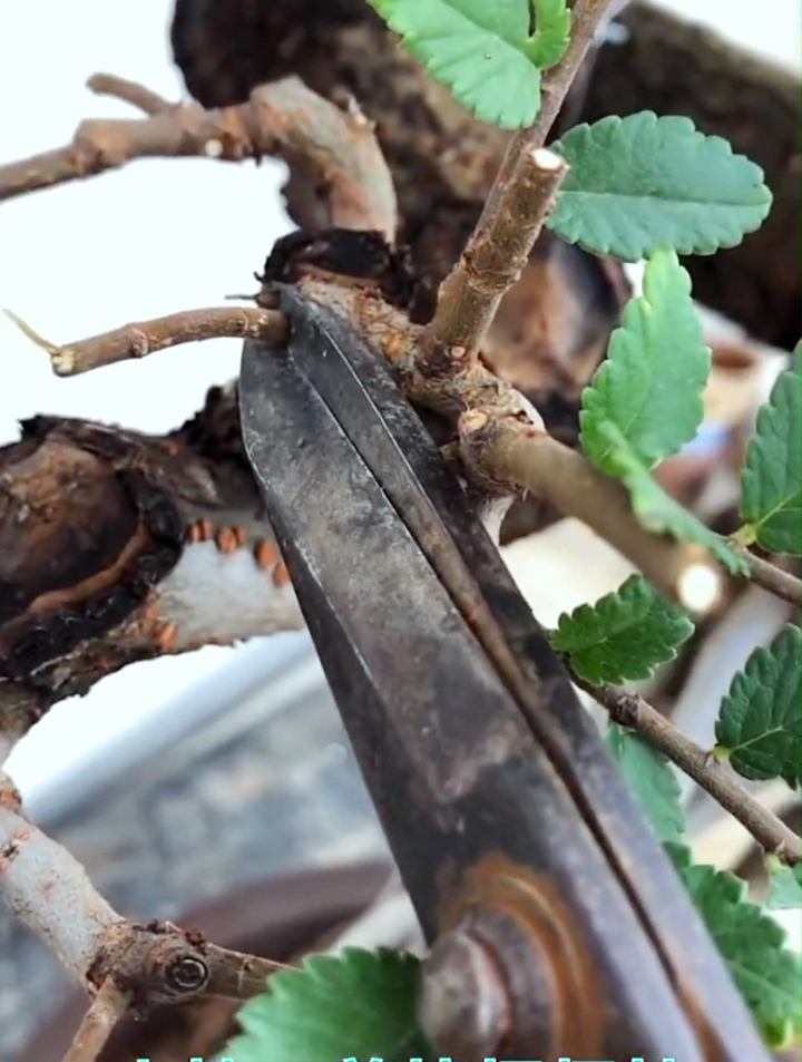 详细讲解一下岭南鸡爪枝的修剪教程！看操作！