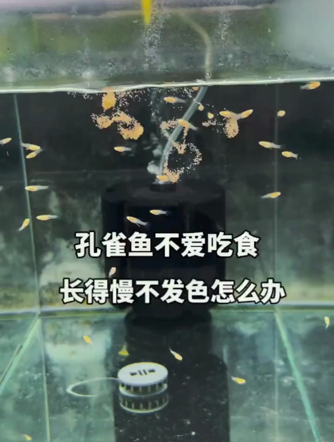 孔雀鱼不爱吃食长得慢不发色怎么办?这里告诉你答案!