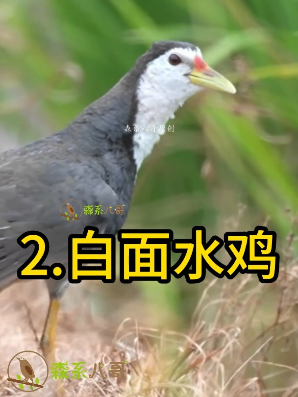 夏天水田里有哪些秧鸡叫声?15种秧鸡叫声,解开你童年的困惑