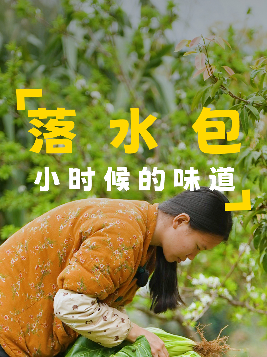 种了三个月的牛皮菜长成了,拔些回去做落水包,还是小时候的味道
