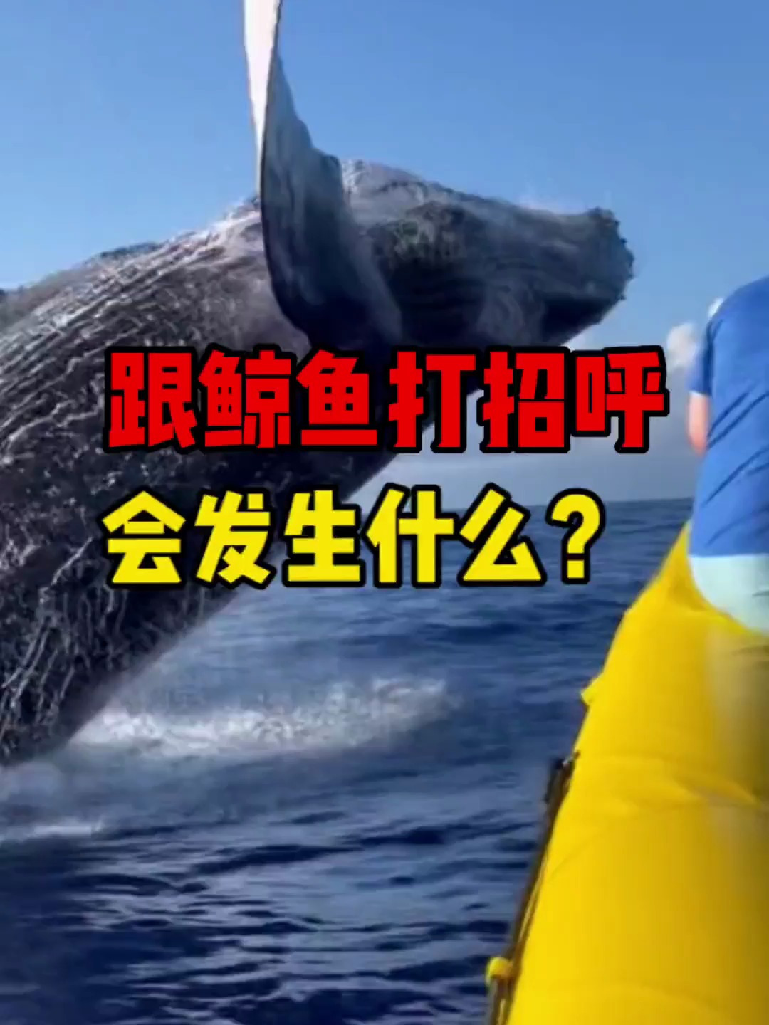 鲸鱼到底会不会攻击人类