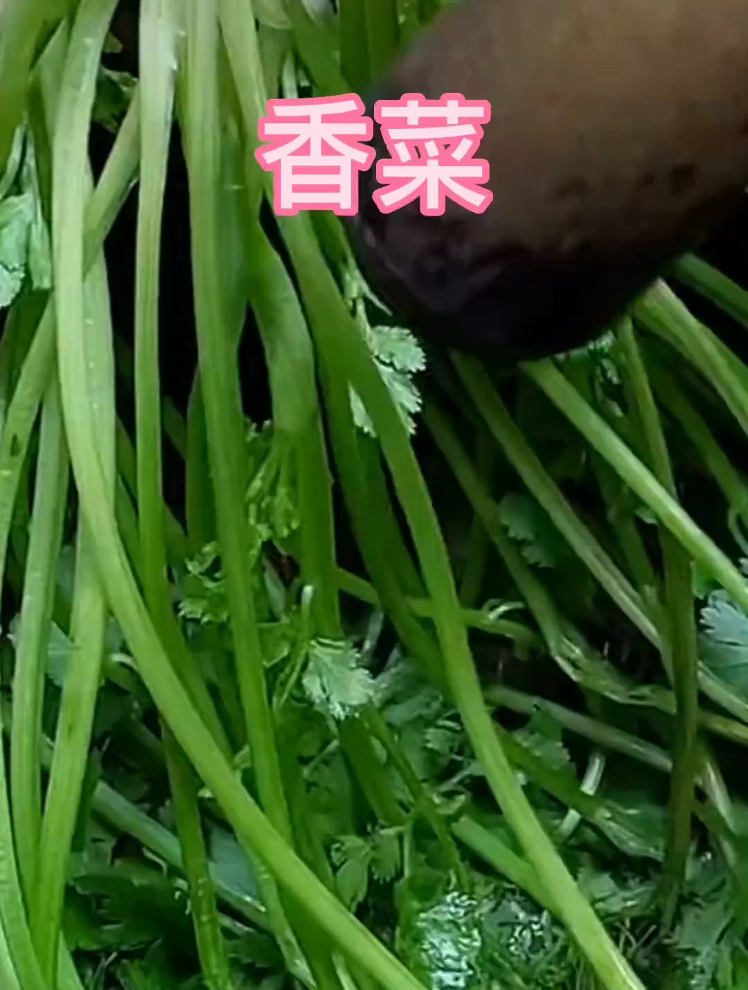 野生药材,中药本草