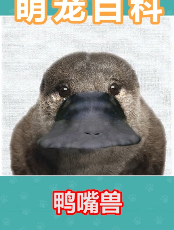 鸭嘴兽:我到底是哺乳动物还是爬行动物?