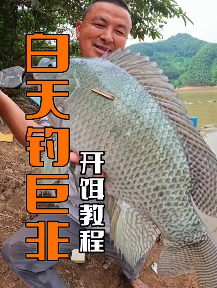 白天如何钓巨非开饵教程 饵料 野钓罗非鱼 钓鱼小技巧