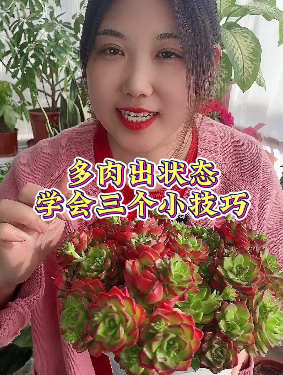 多肉出状态,学会三个小技巧