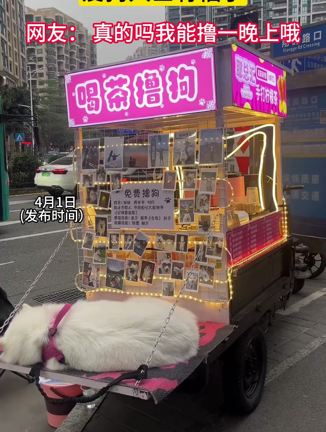 街边发现一辆奶茶车,爱狗人士有福了,网友:真的吗我能撸一晚