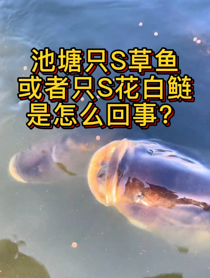 池塘只死草鱼或者只死花白鲢,是什么回事?