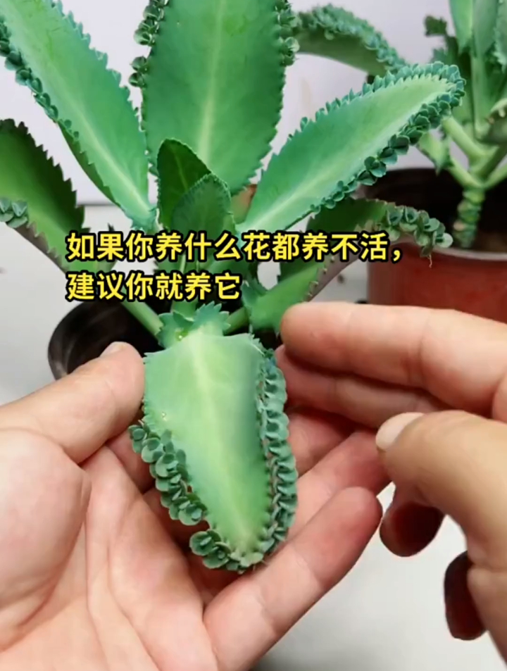 落地生根也叫做不死鸟,它是属于一种多肉的植物,养殖方法也简单