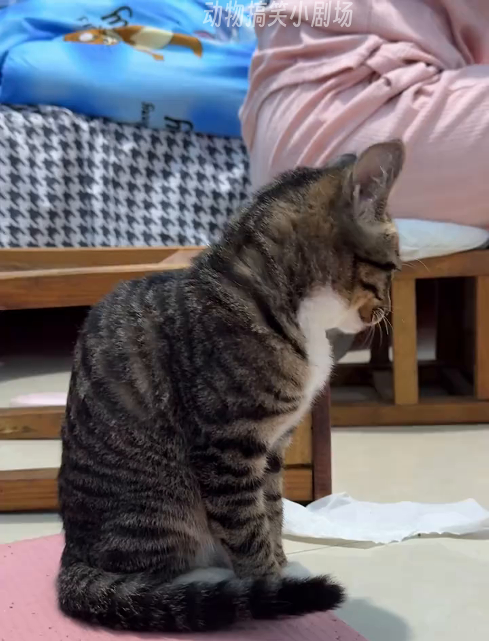 小猫咪扭腰摆臀,萌态十足!