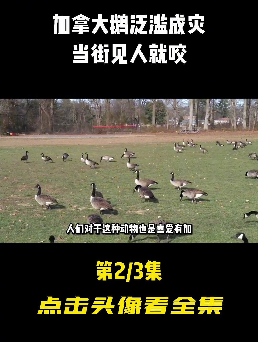 加拿大鹅泛滥成灾,当街见人就咬,当地人为何不用铁锅炖呢?