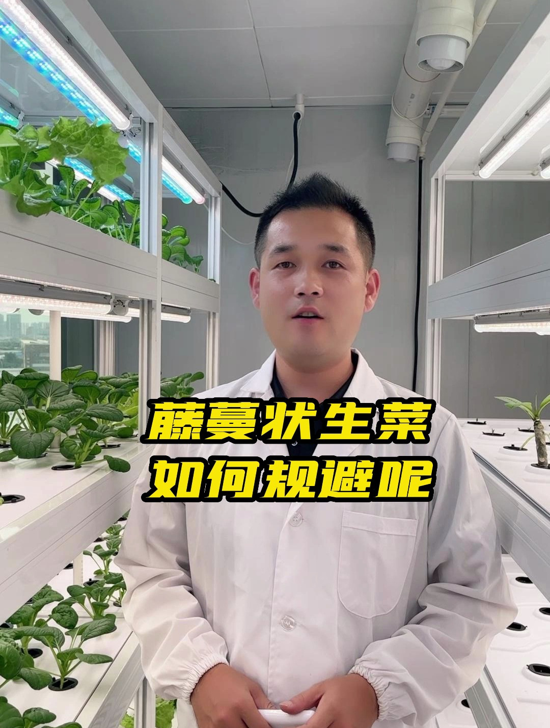 藤蔓状生菜水培蔬菜出现徒长现象如何规避呢
