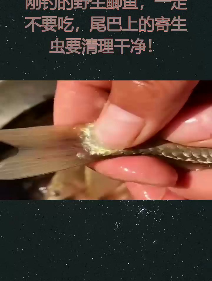刚钓的野生鲫鱼,一定不要吃,尾巴上的寄生虫要清理干净!