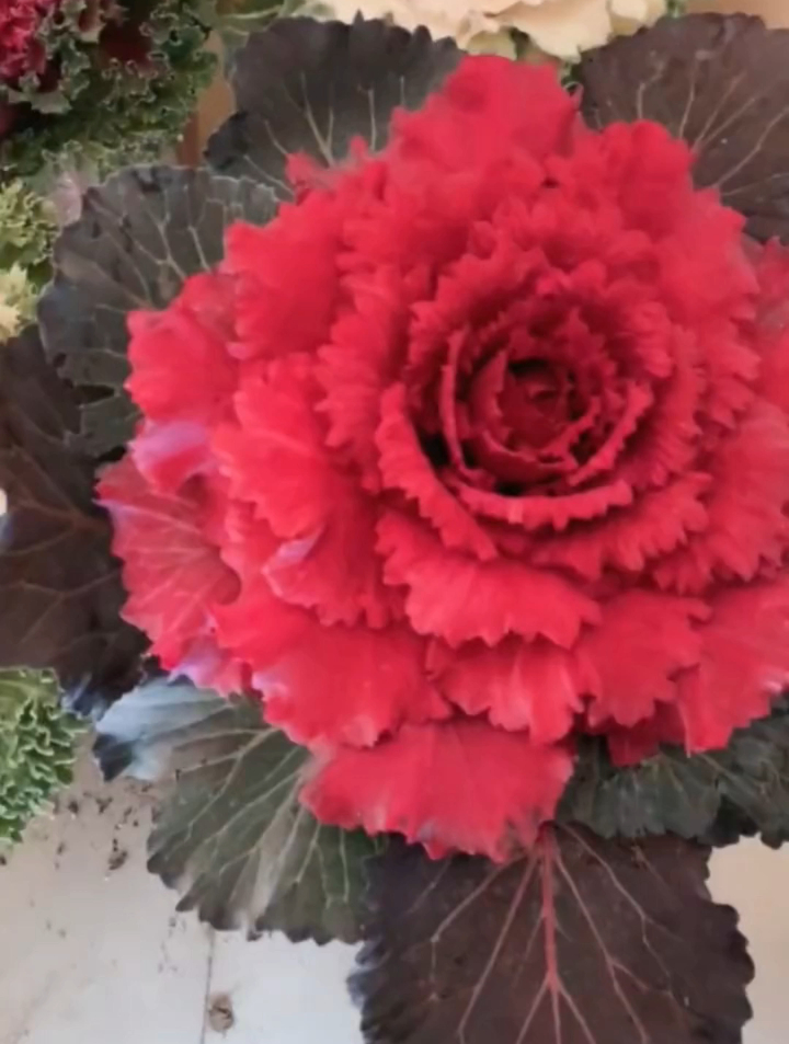 这样五颜六色的“包菜”你吃过吗,超适合在减肥的人食用