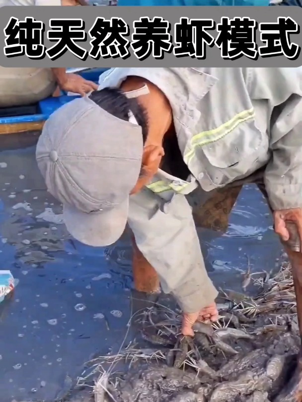 火了!纯天然的罗氏沼虾养殖模式,为什么火了?