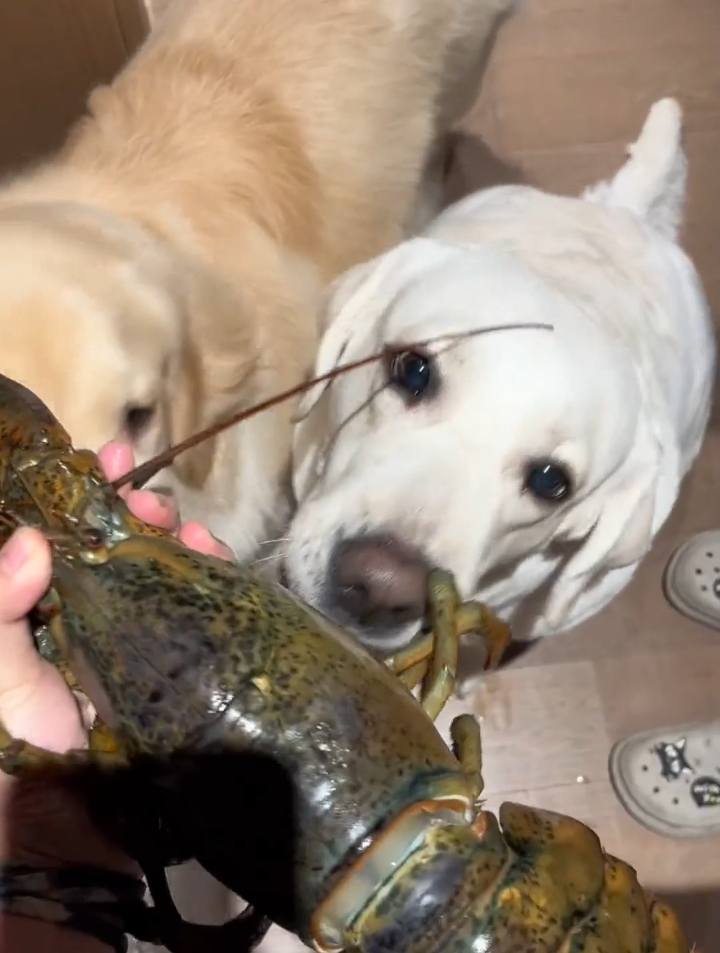 当拉布拉猪吃到好吃的……每一帧都是表情包……